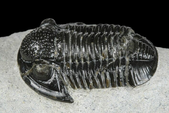 Detailed Gerastos Trilobite Fossil - Morocco #173738